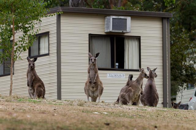 234 Halls Gap, kangoeroes.jpg
